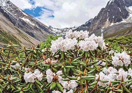 Mountains and monsoons created Tibetan biodiversity