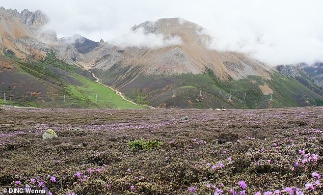 Oldest plant region on Earth ‘dates back 30 million years