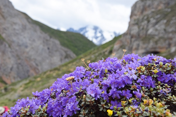 Researchers disclose origins of world's richest alpine flora