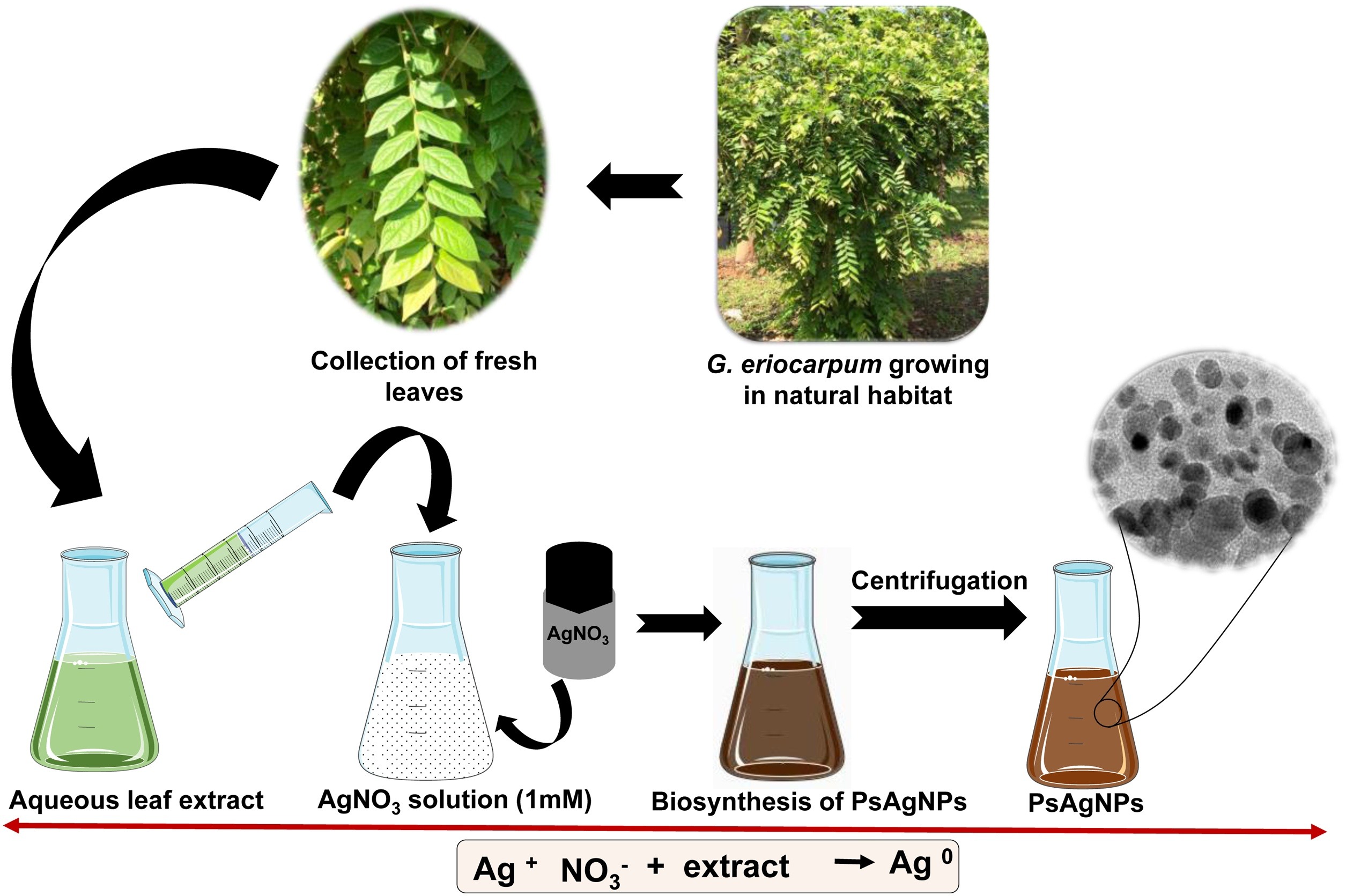 Biosynthesized silver nanoparticles are promising for pest management