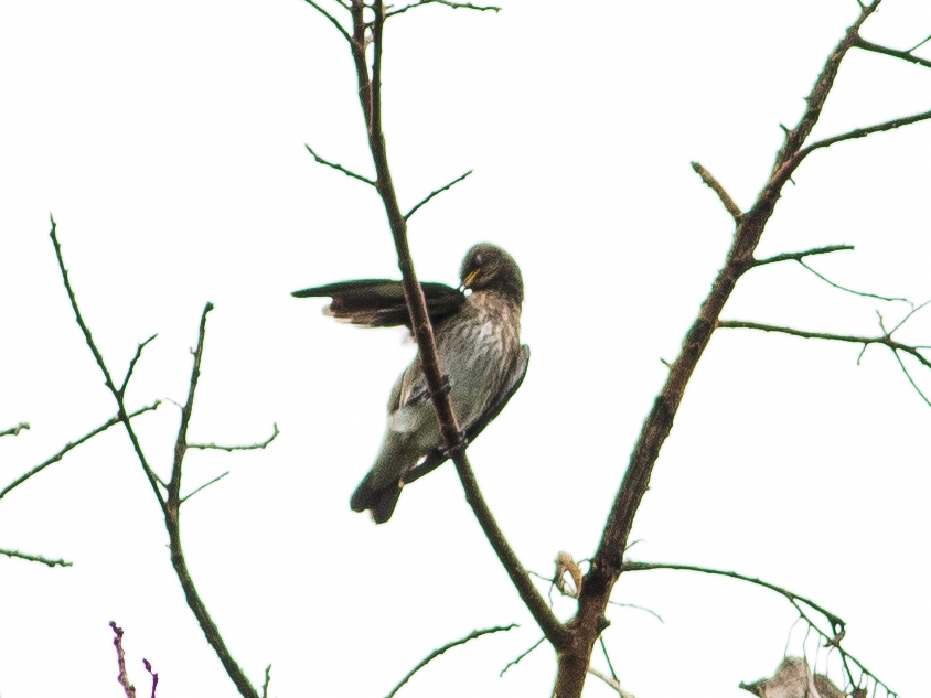 141 species recorded at 8th XTBG Birding Festival