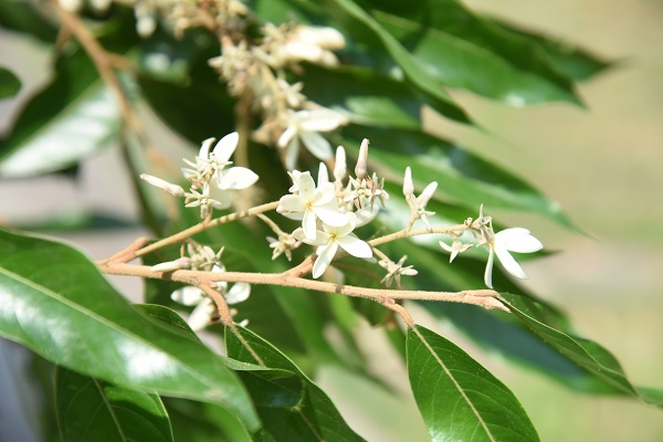 XTBG receives BGCI's 2020 Global Botanic Garden Fund