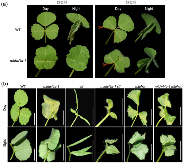 Proper geometry of leaflets is important for their movement in legumes