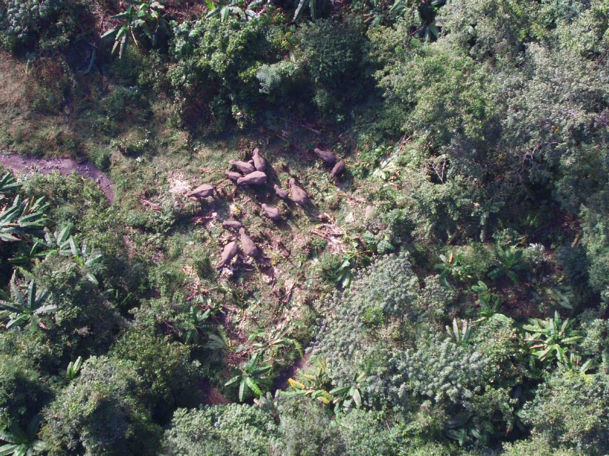 Wild elephants make themselves at home in Yunnan botanical garden