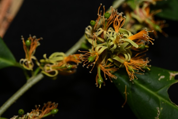 New plant species discovered in SW China