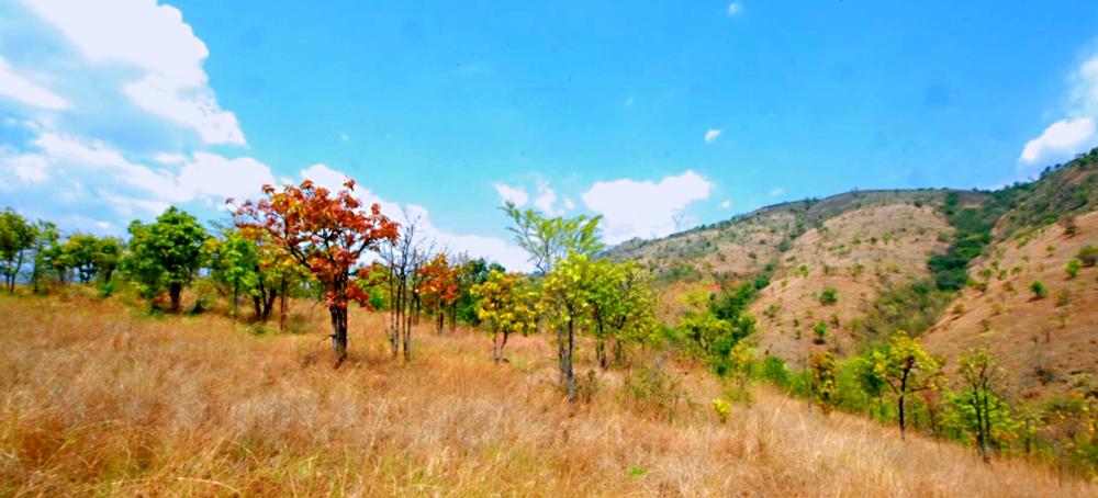 Shrubs are most vulnerable to extreme drought in savannas