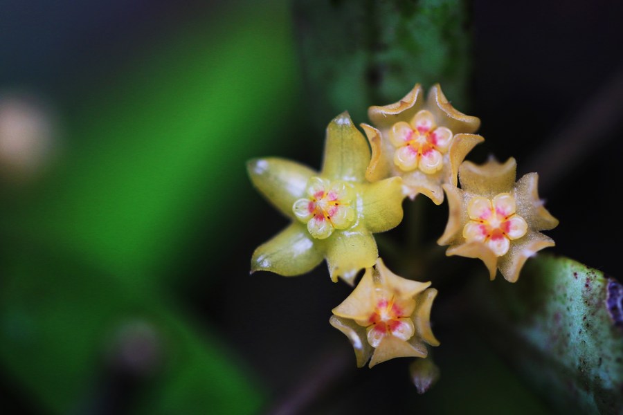 Southwest China reports new distribution area of rare plant