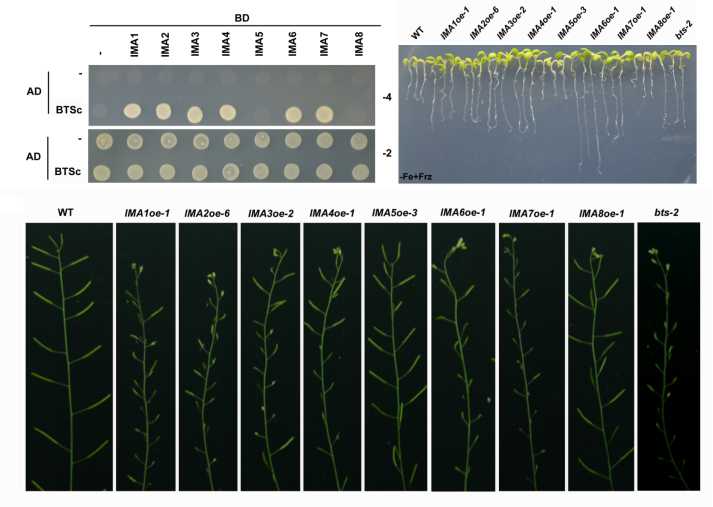 How do IRON MAN peptides regulate Fe homeostasis in Arabidopsis?