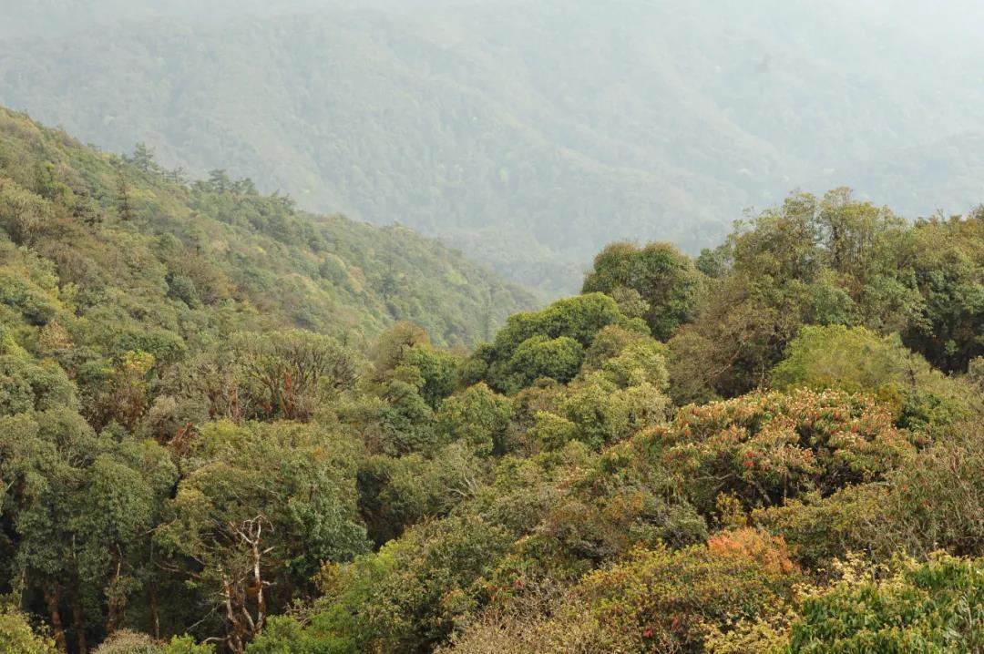Extreme snow event causes warming effect on radiative forcing in subtropical forest