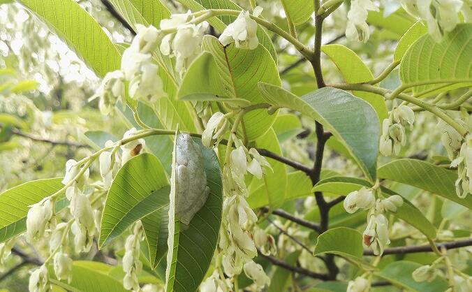 A treefrog found near the top of a 62-meter-tall tree in SW China