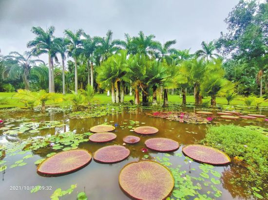 New water lily variety cultivated in SW China's Yunnan