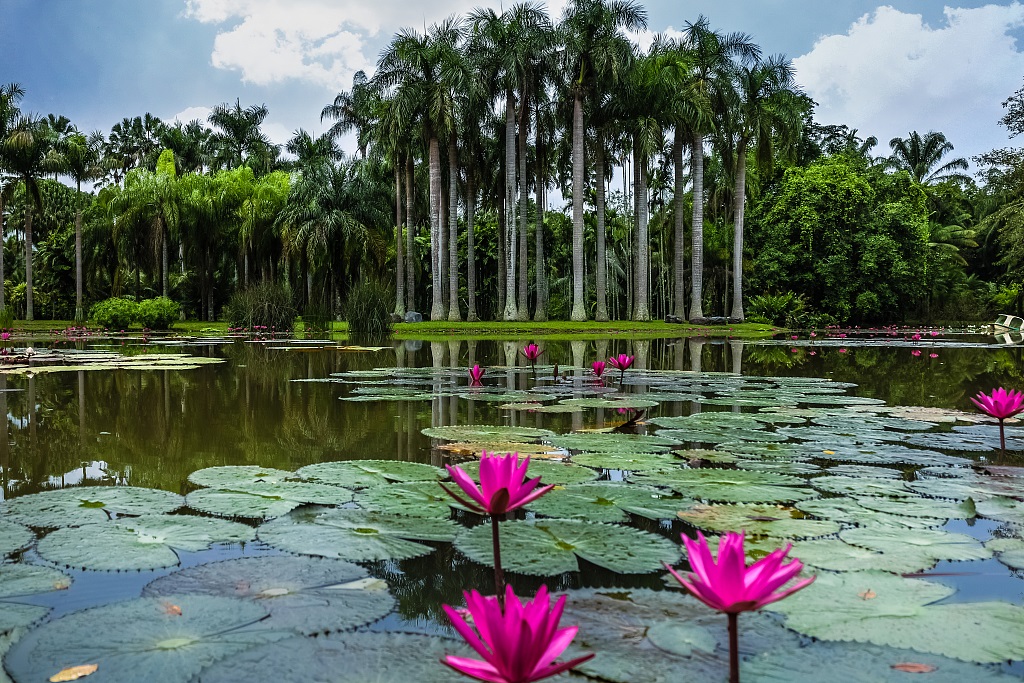 How can forests help us combat climate change?