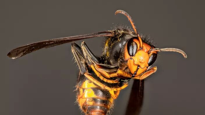 Asian hornet: a discovery gives hope for a possible trap