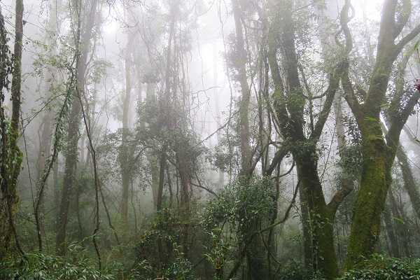 Plant water use differentiation explains high diversity of Chinese subtropical forests