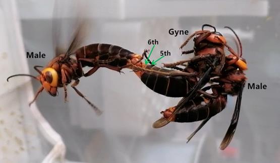 Researchers identify active compounds in giant hornet queen sex pheromones