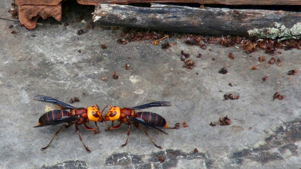 How to make irresistible traps for Asian giant hornets using sex