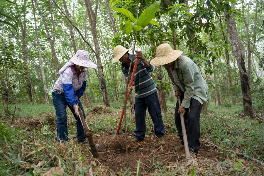 Working to keep wandering elephants happy at forest home