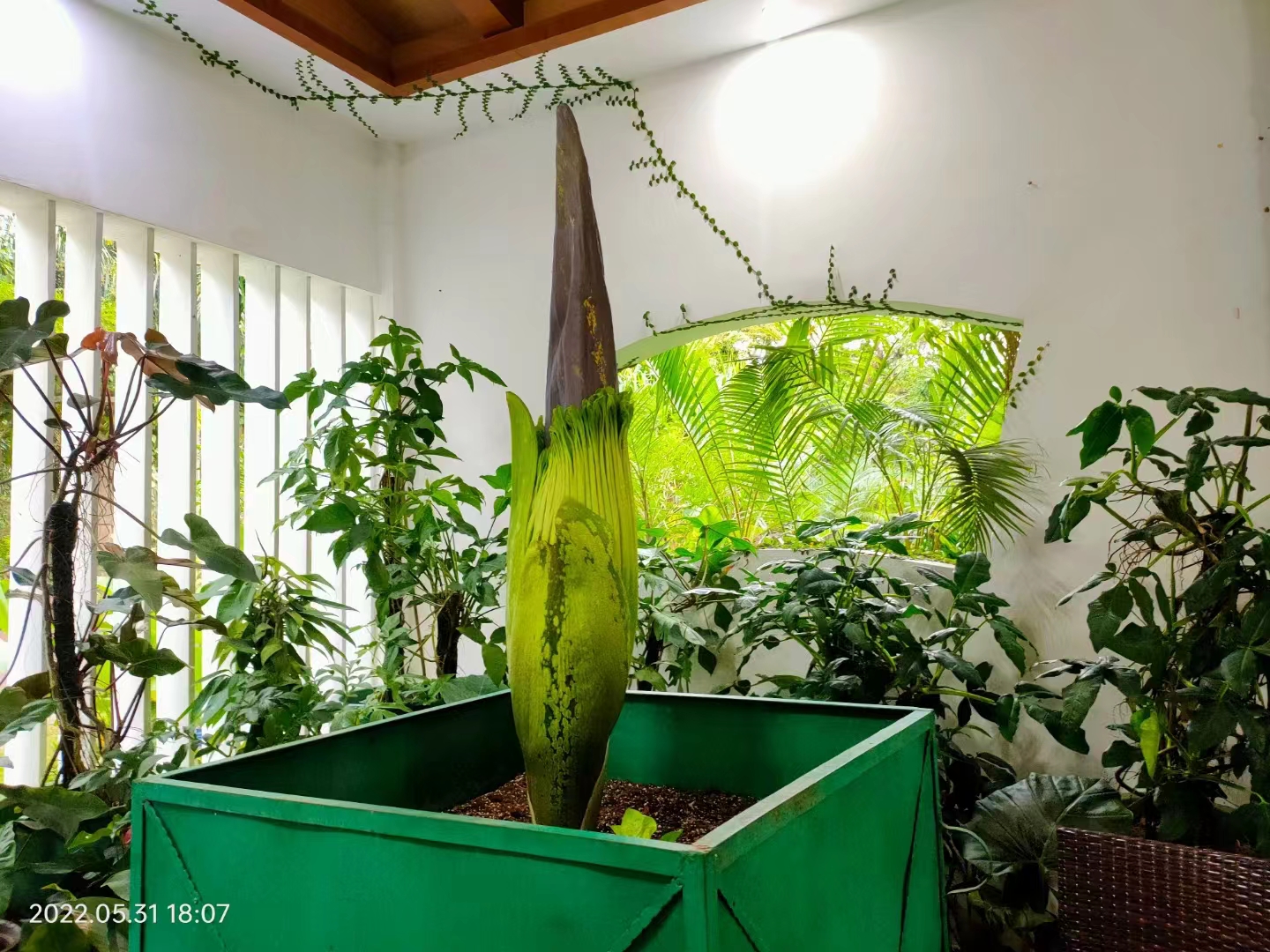Stinky corpse flower will soon bloom in XTBG