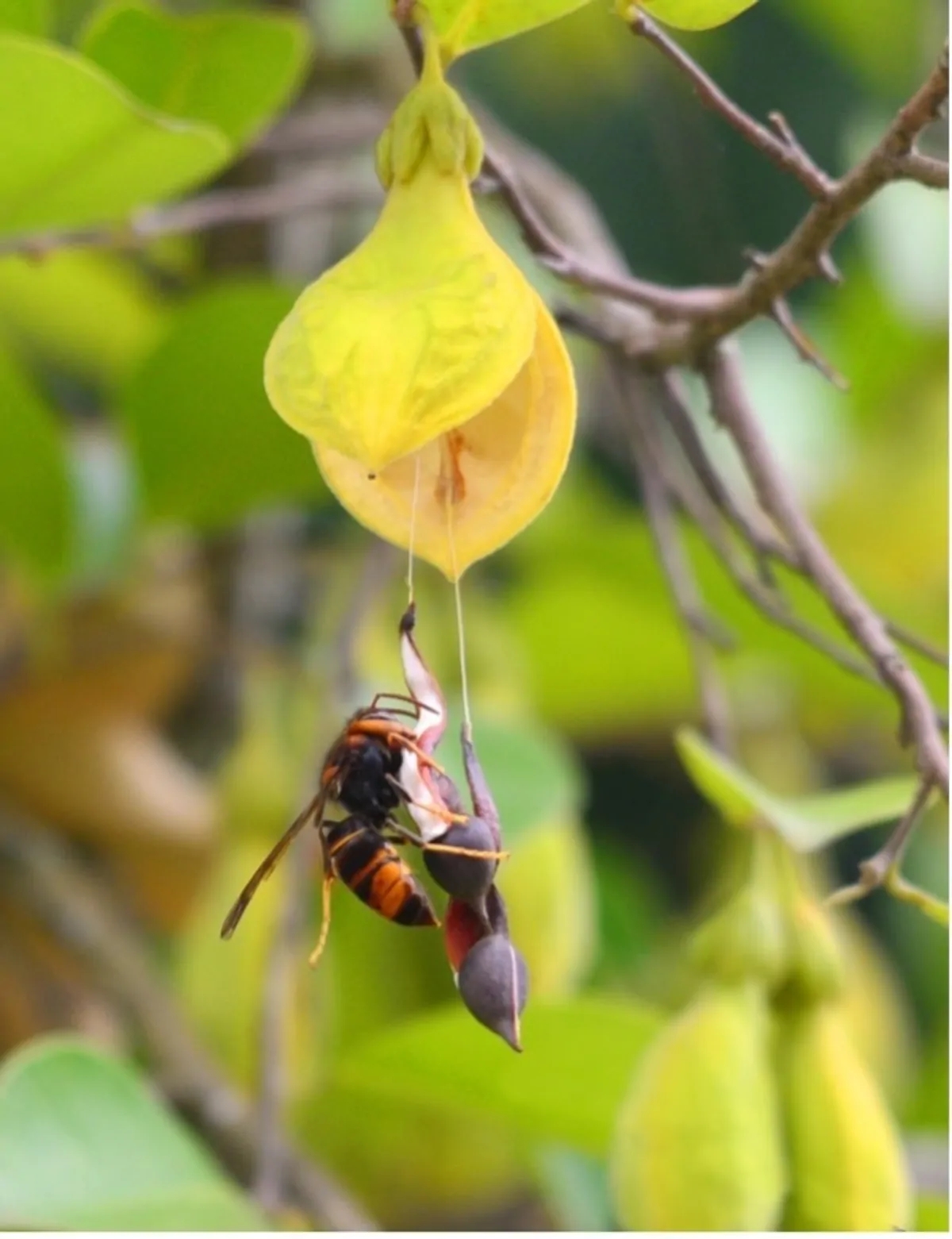 Trees’ Scent Tricks Hornets Into Shuttling Seeds