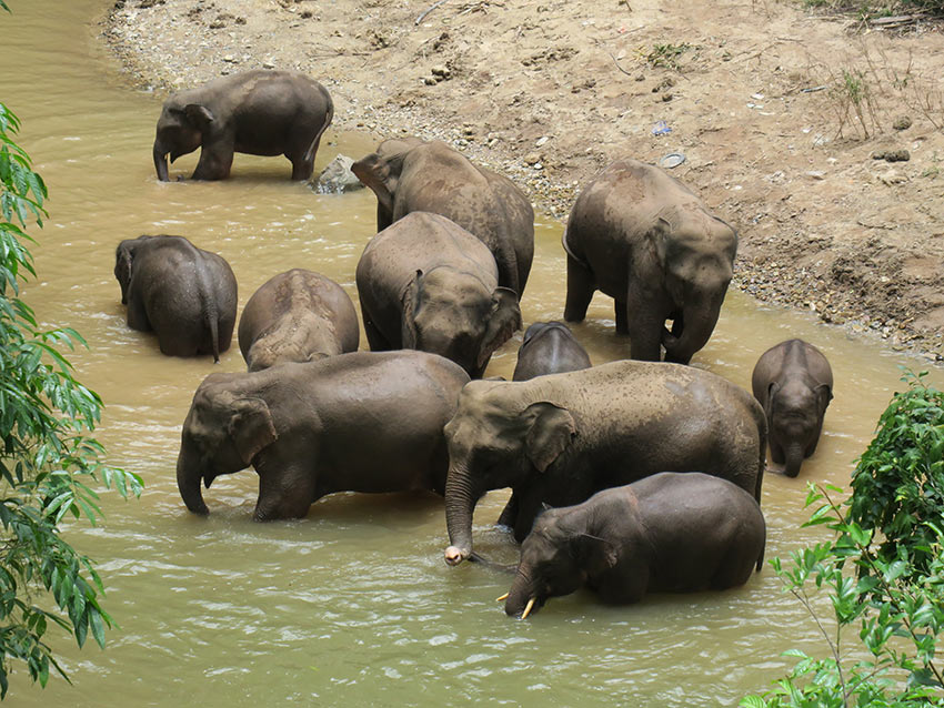 SW China's Yunnan takes various measures to protect wild Asian elephants