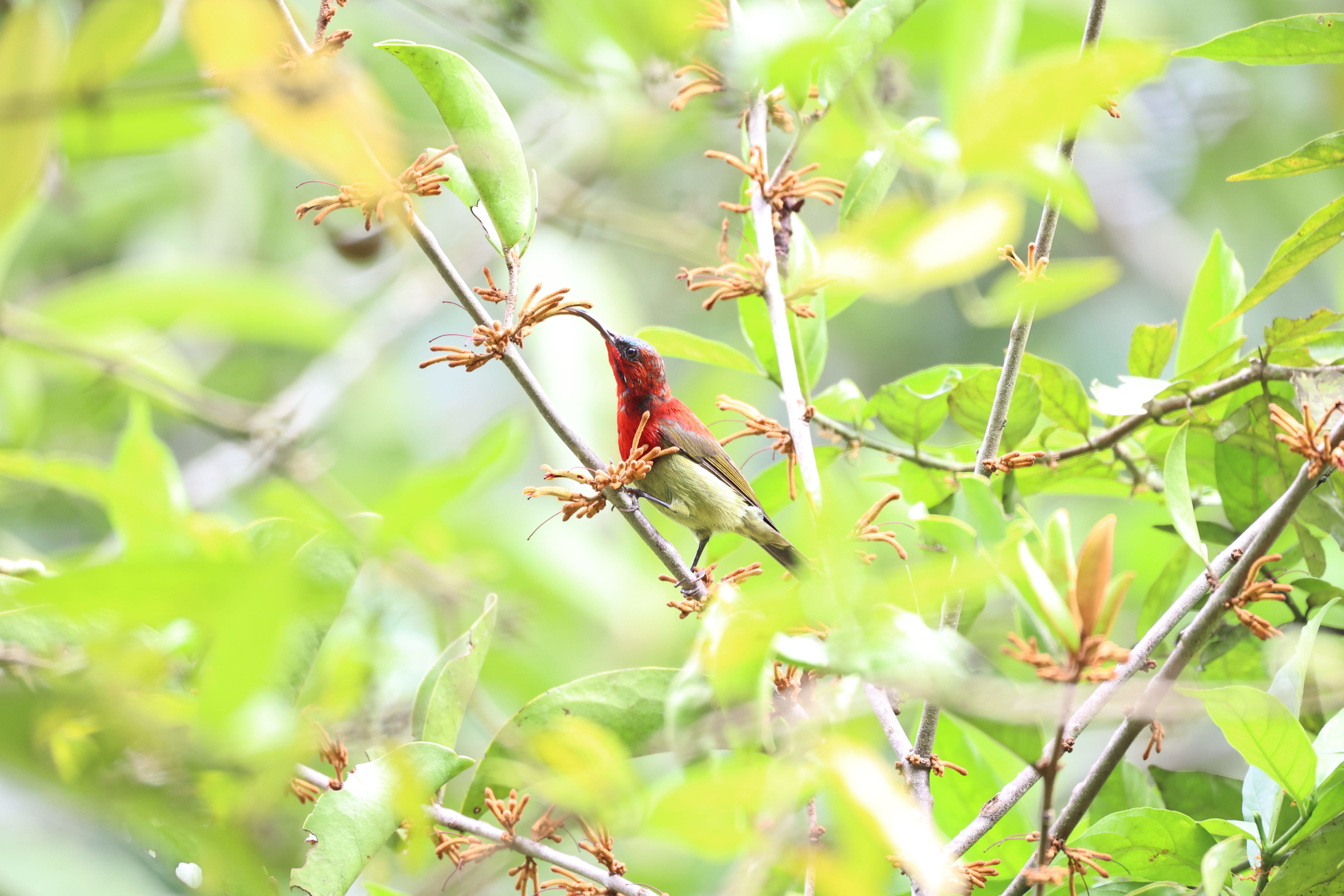Host-generalist mistletoe exhibits high level of outcrossing