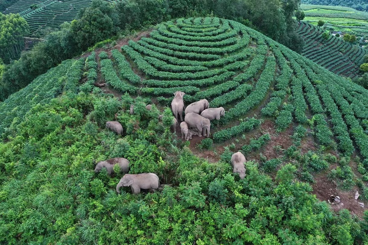 Asian elephants mostly roam outside protected areas — and it’s a problem