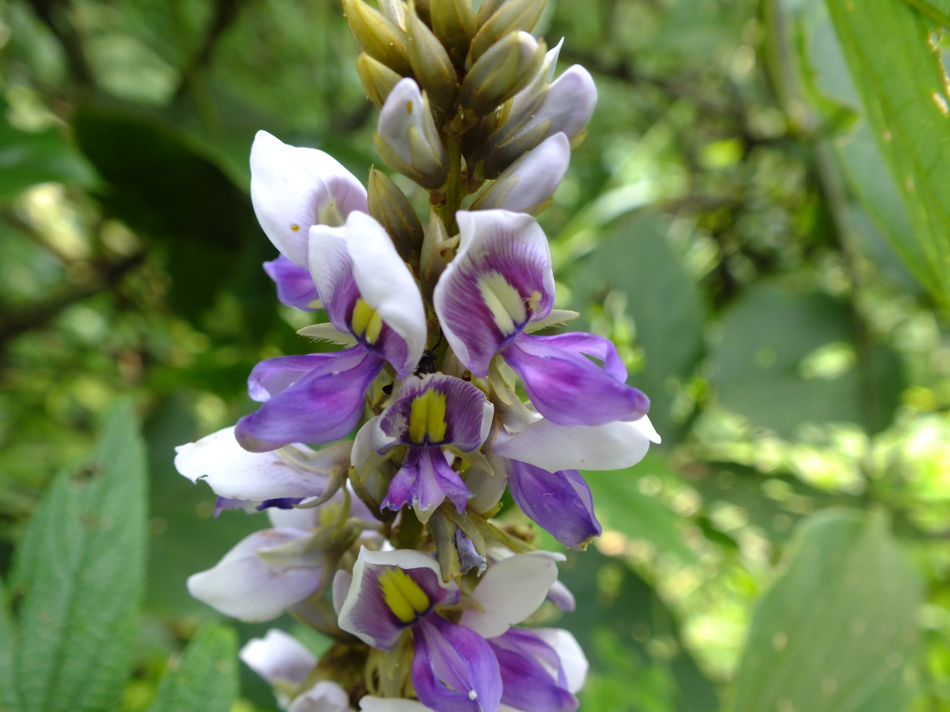 New species of legumes verified in southwest China