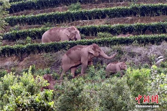 Solving human-elephant conflict worldwide