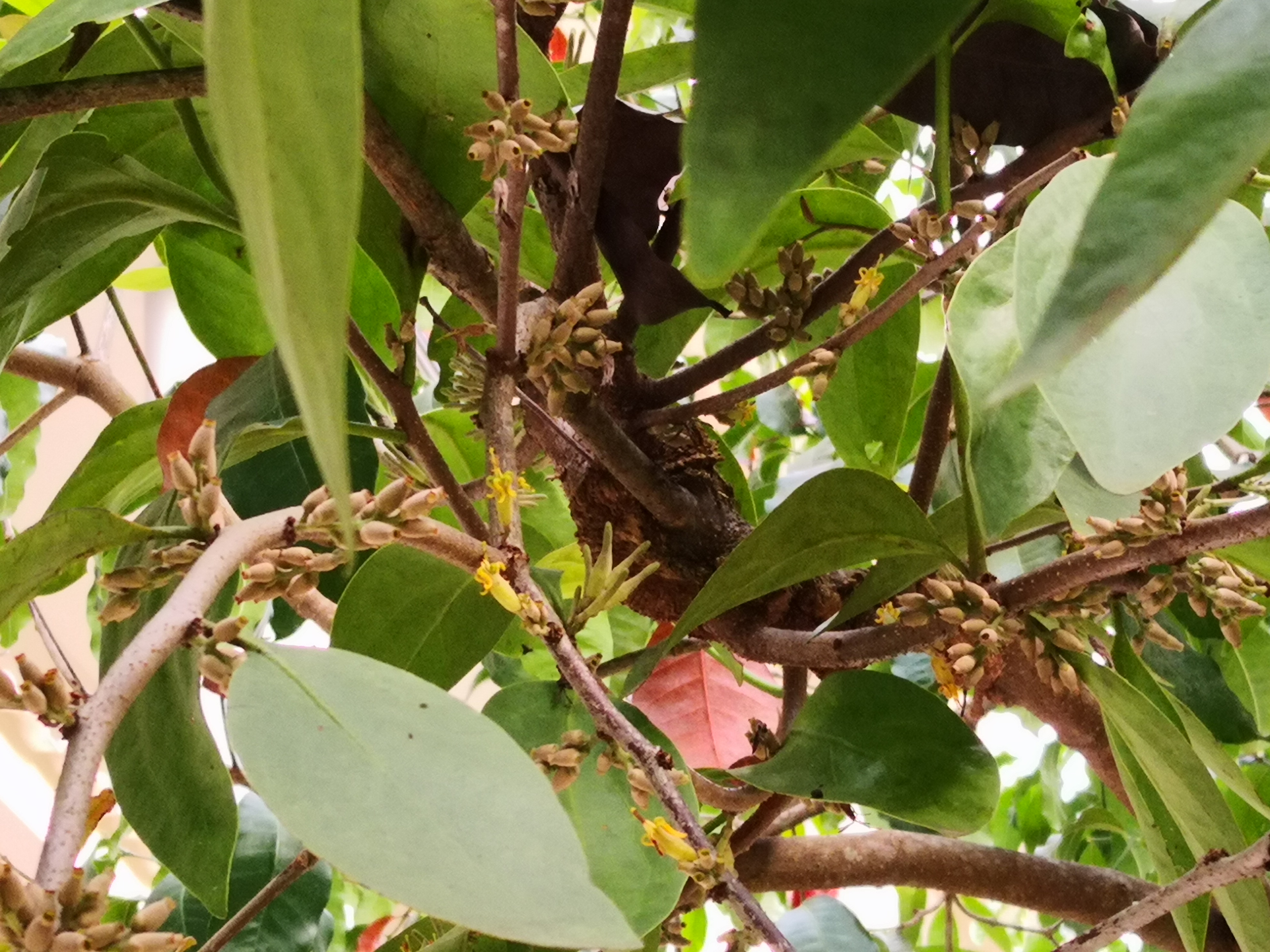 Mistletoe nutrient concentrations mainly depend on host nutrients