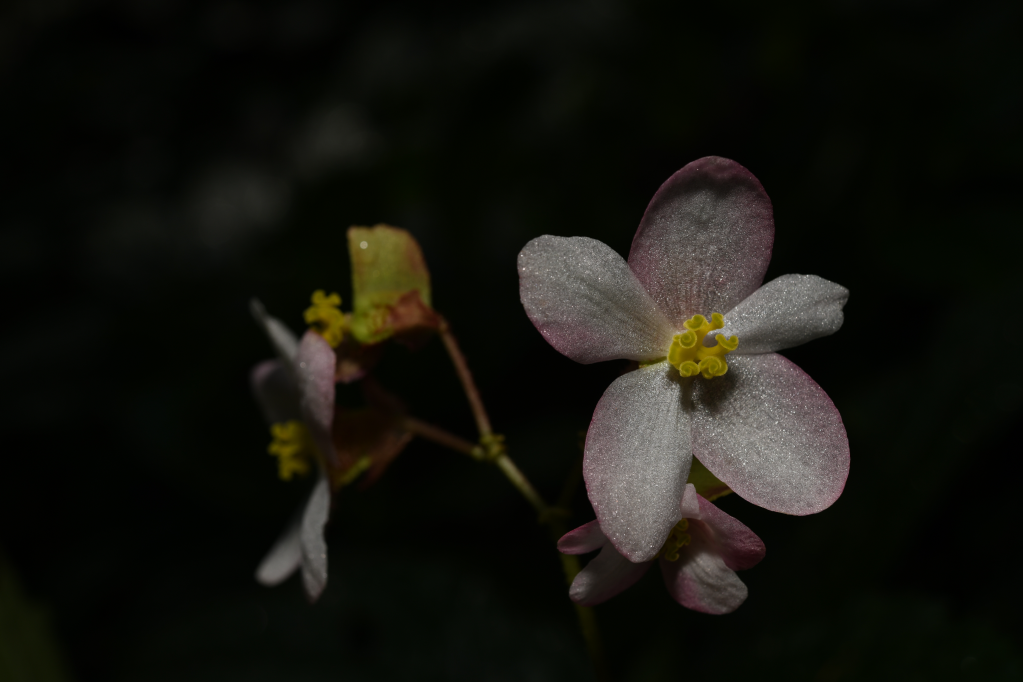 New plant species found in SW China