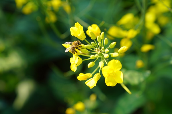 Honey bees use social learning to improve waggle dancing