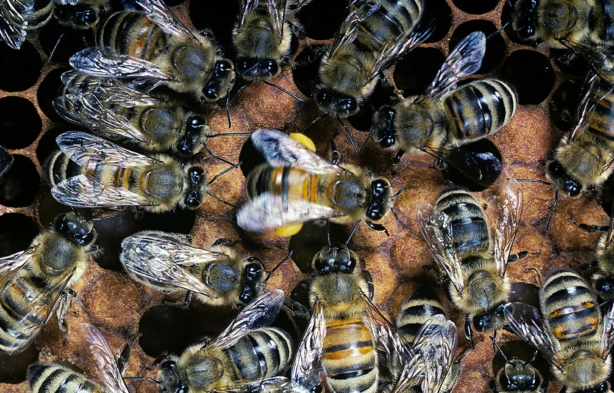 Watch them waggle: bees dance better after lessons from elders