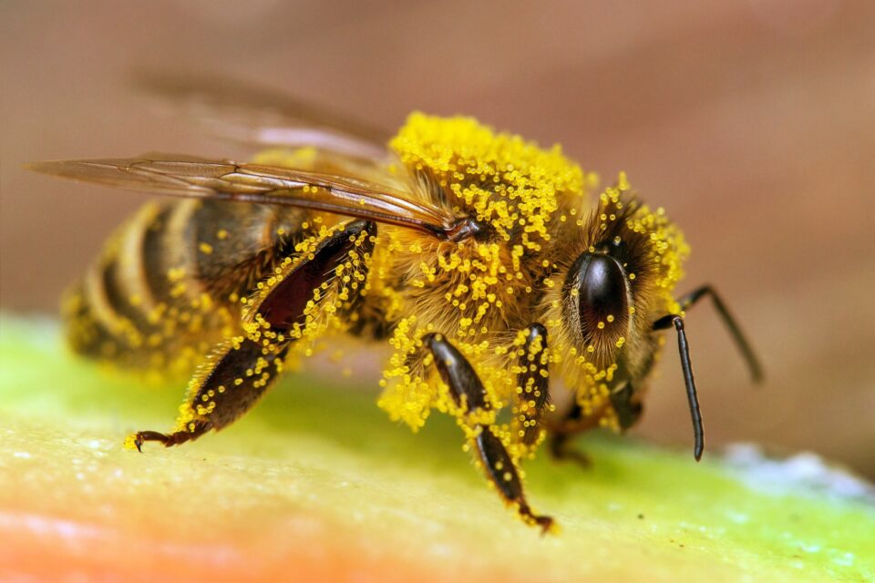 Honey bees refine their dancing skills by watching others