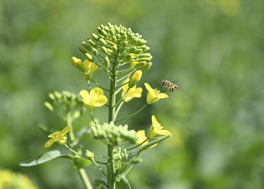 Honey bees use social signal learning to improve waggle dancing: study