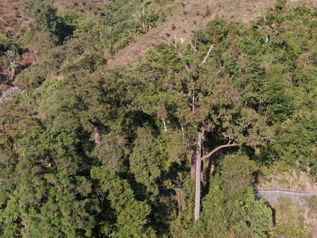 Parashorea buchananii, a newly recorded species of Dipterocarpaceae from China