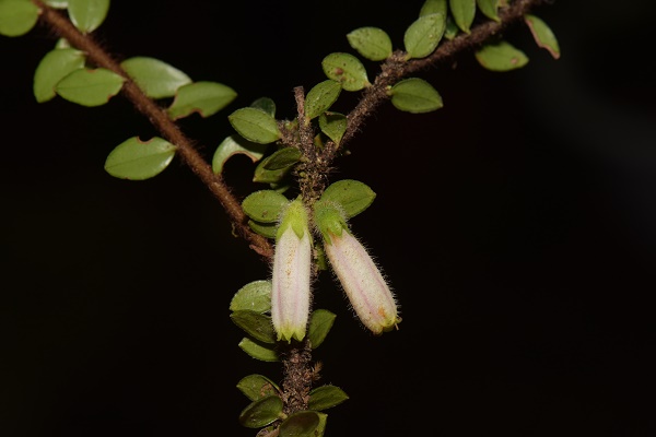Vulnerable botanical species discovered in southwest China