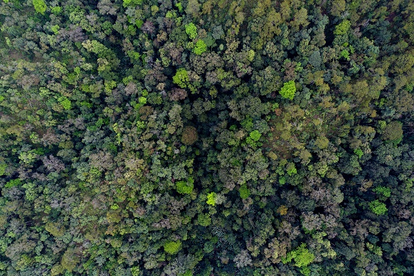How does phytochemical diversity affect herbivore damage at tropical tree community？