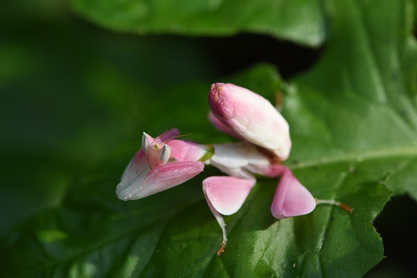 Orchid mantises: unveiling structural basis of their unprecedented gliding ability