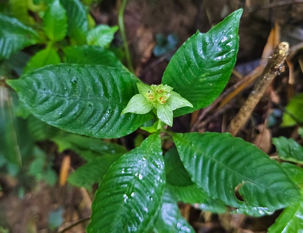New Rubiaceae species found in Yuanyang, Yunnan