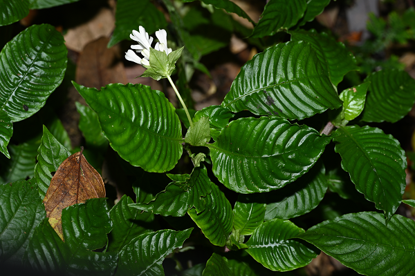 New plant species discovered in SW China