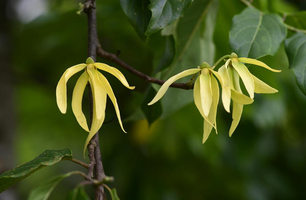 Why is floral fragrance of Cananga odorata so special?