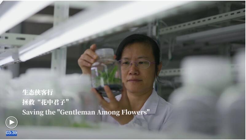 Saving the 'Gentleman Among Flowers'