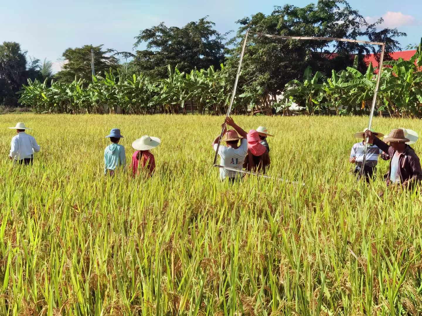 XTBG completes yield test and acceptance of new upland varieties demonstration in Myanmar