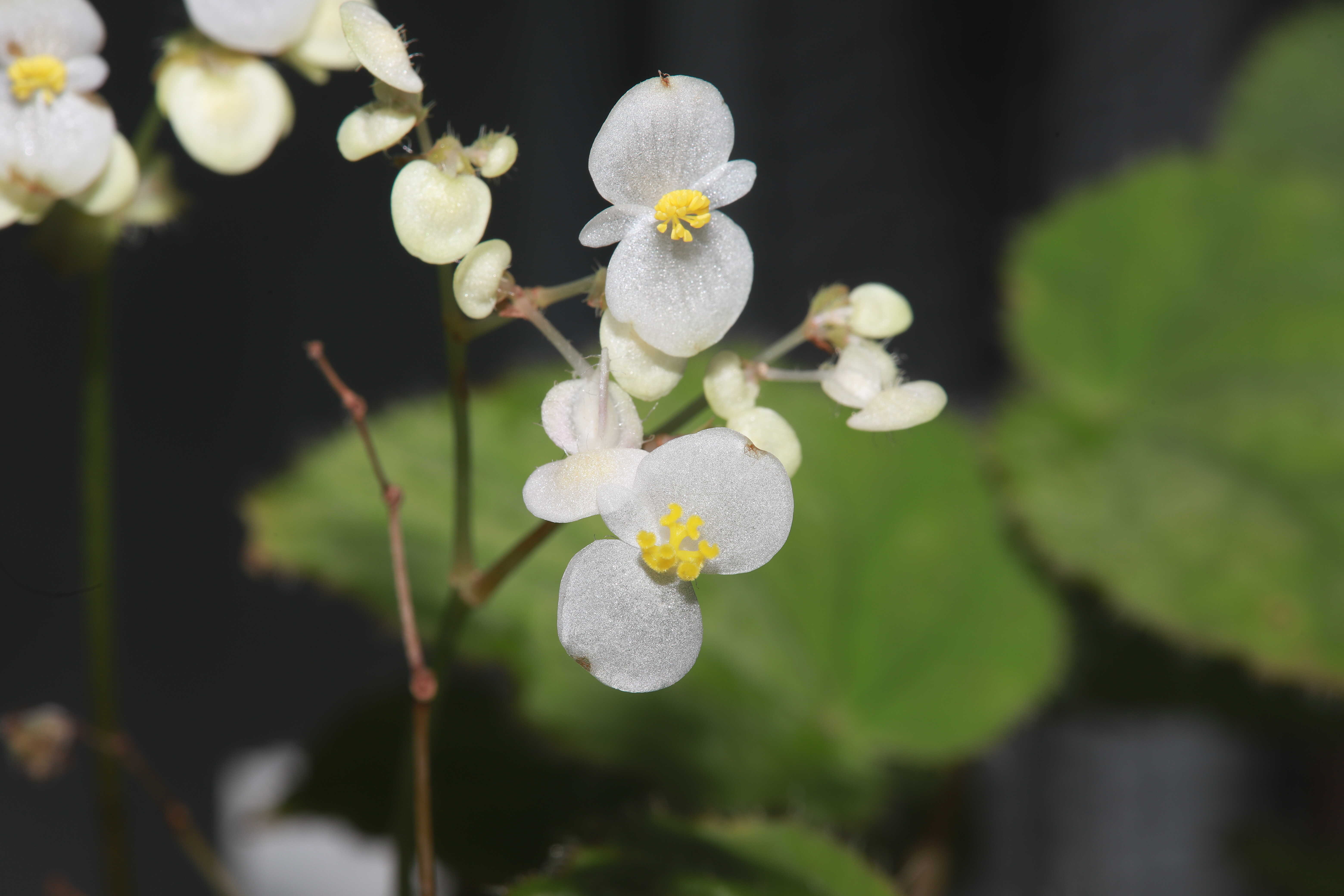 New plant species found in south China