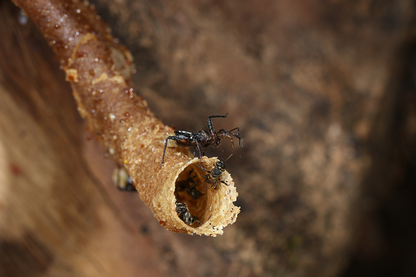 Study reveals how assassin bugs manipulate prey communication to enhance hunting success