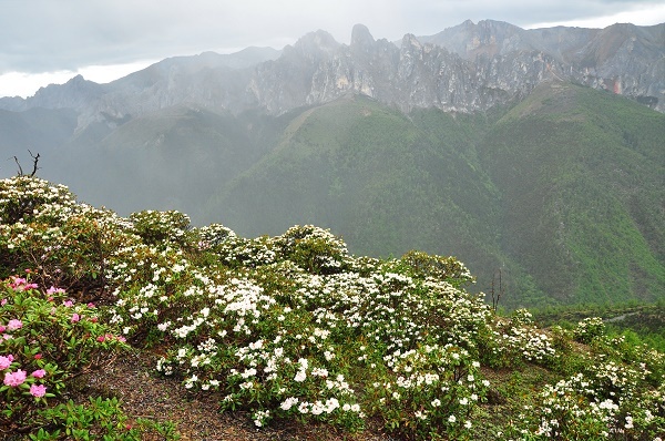 How Have Mountain Building and Climate Change Shaped Alpine Biodiversity?