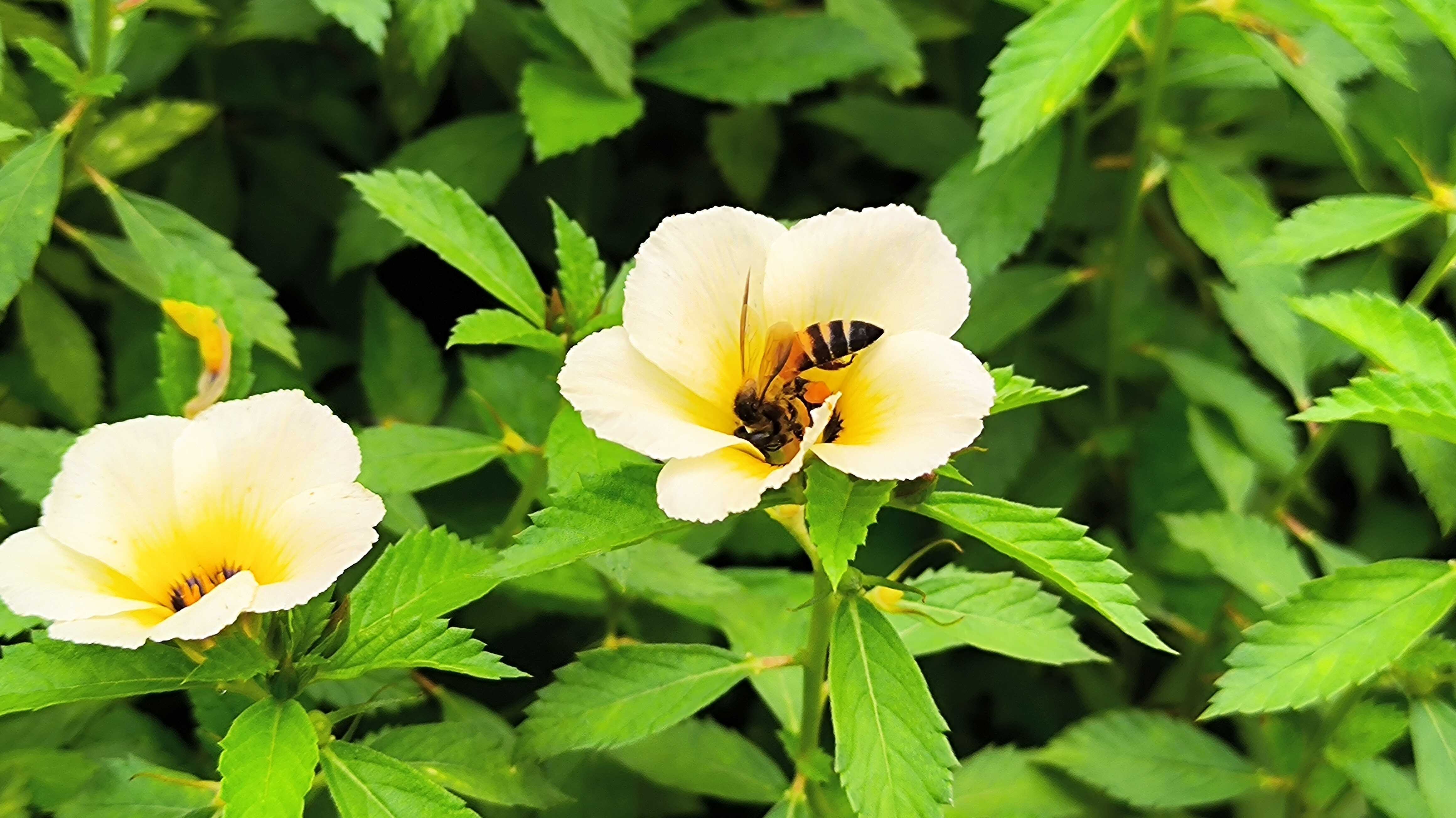 No crowd, no effort: honey bees adjust their waggle dance based on audience
