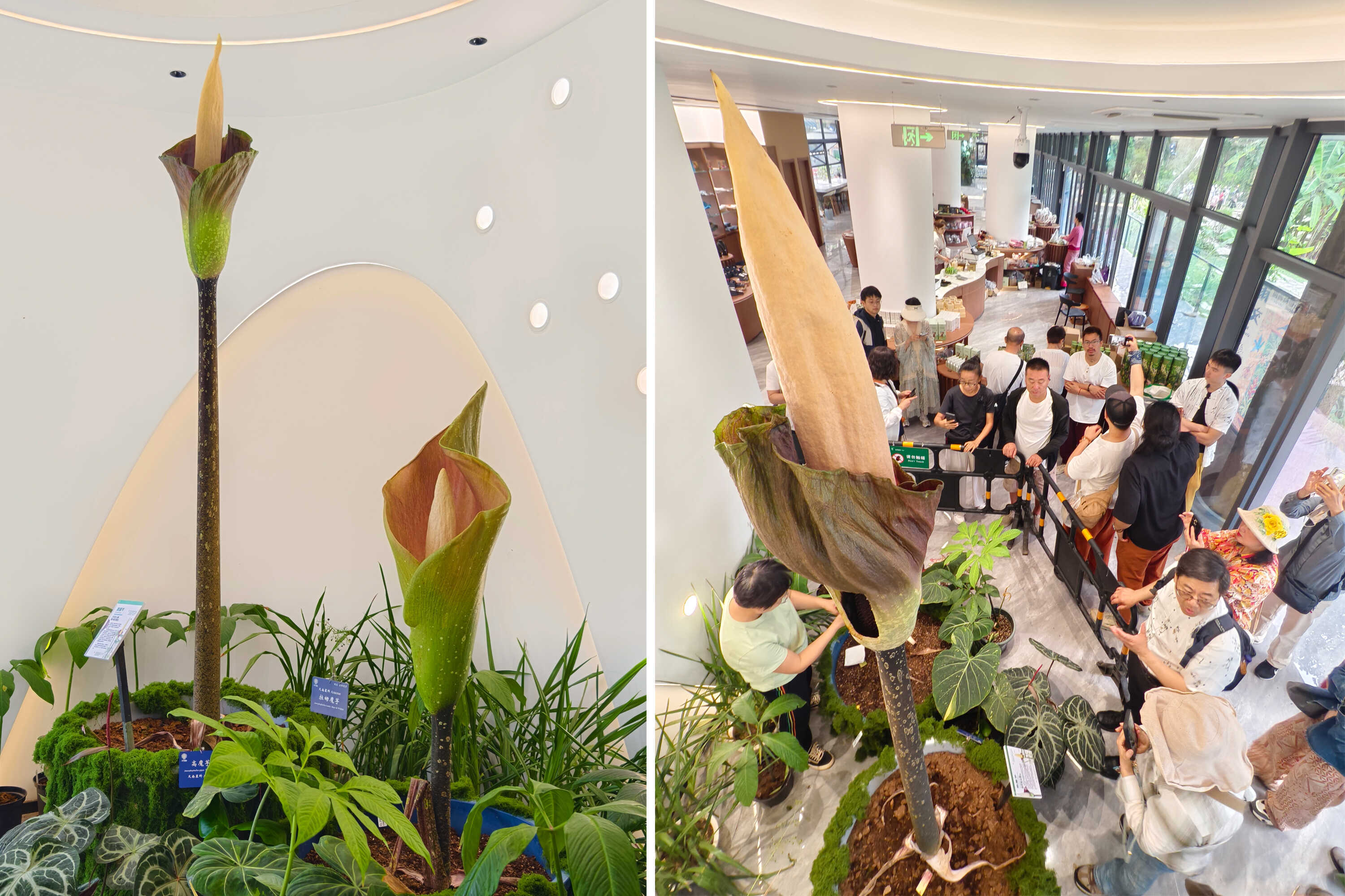 Rare Giant Corpse Flower Blooms in China for the First Time