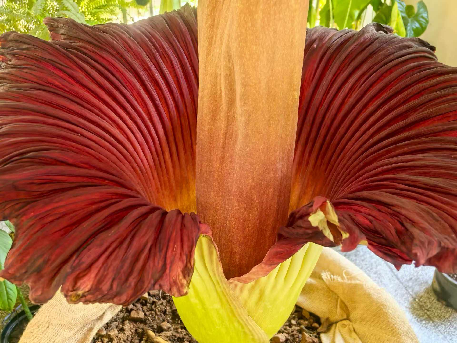 Titan arum blooms for third time at XTBG