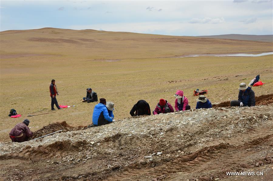Fossil leaves shed light on formation of Qinghai-Tibet Plateau ...